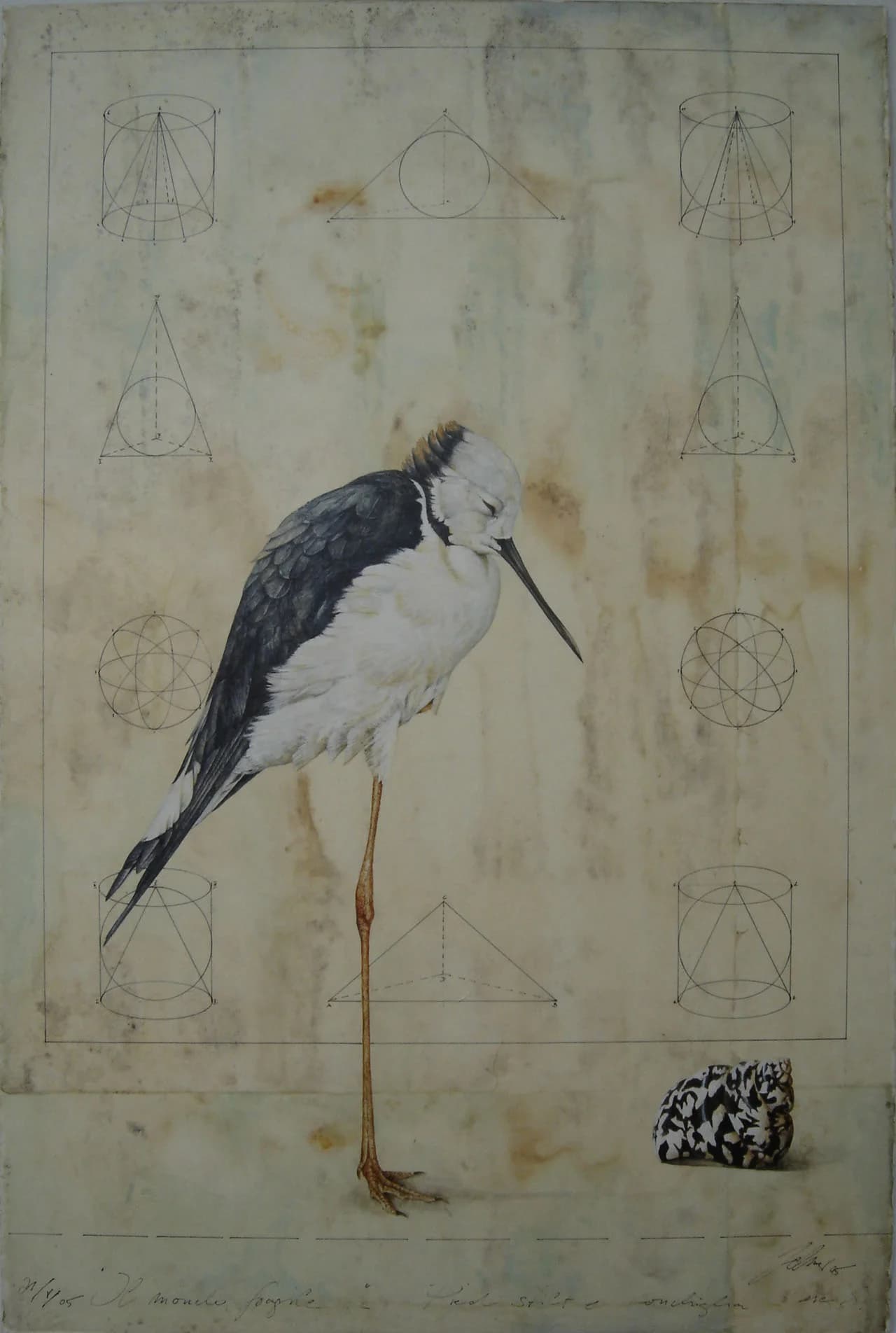 Pied Stilt