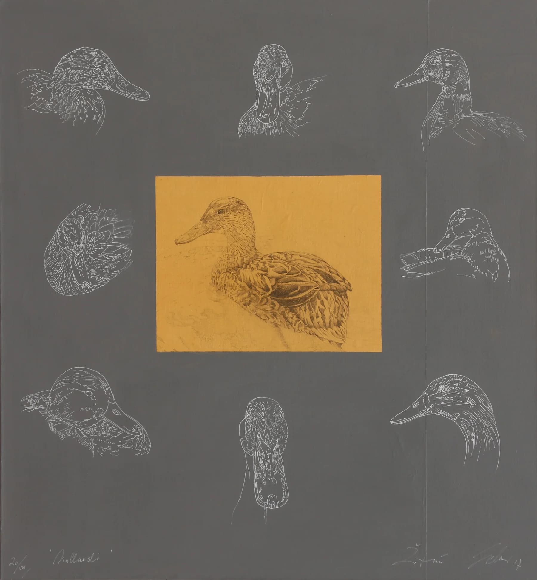 Ducks