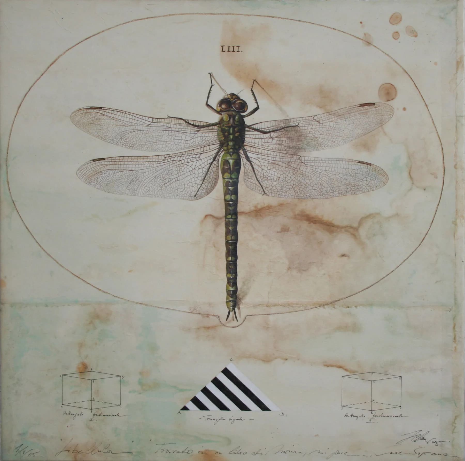 Libellula
