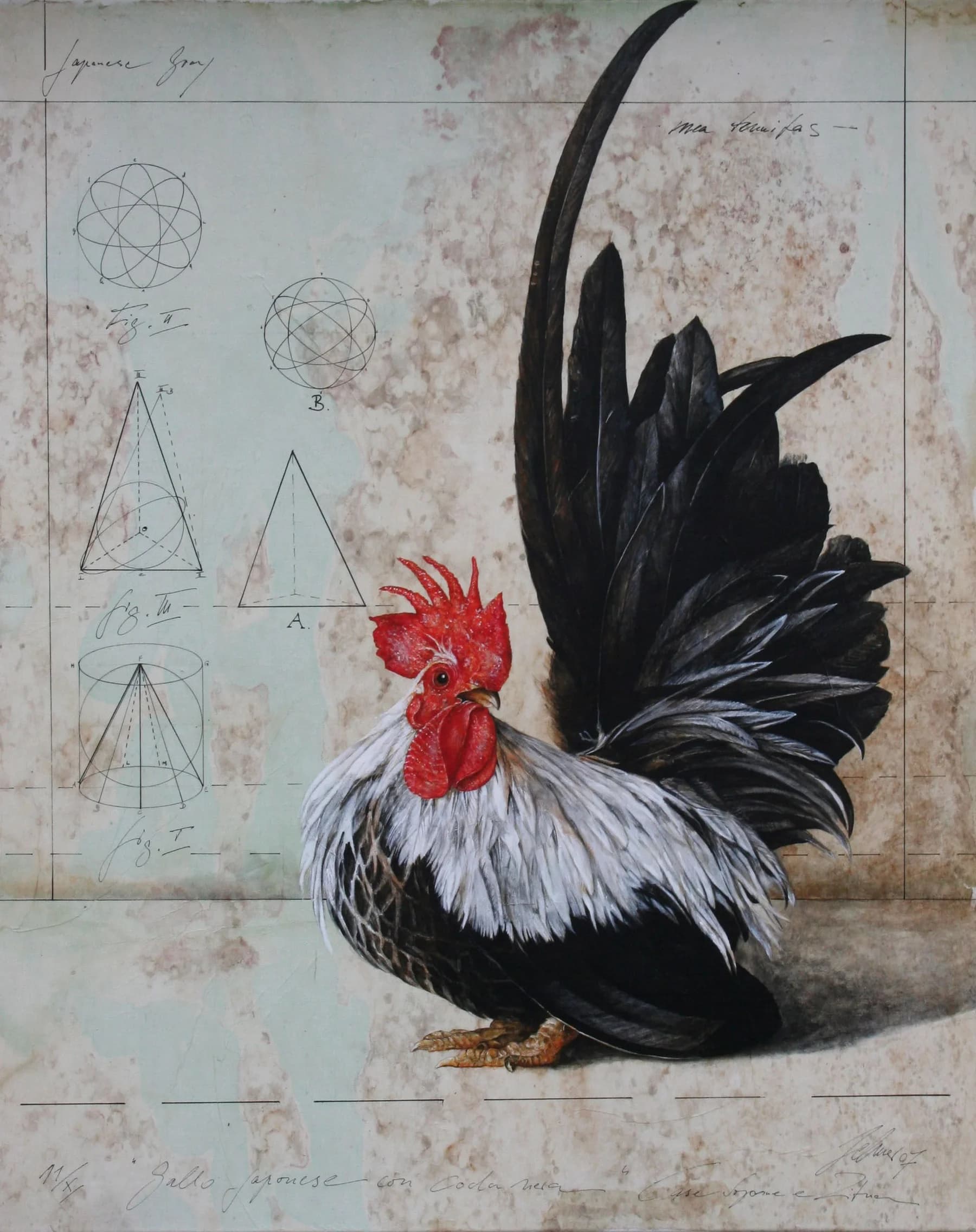 Gallo japonese