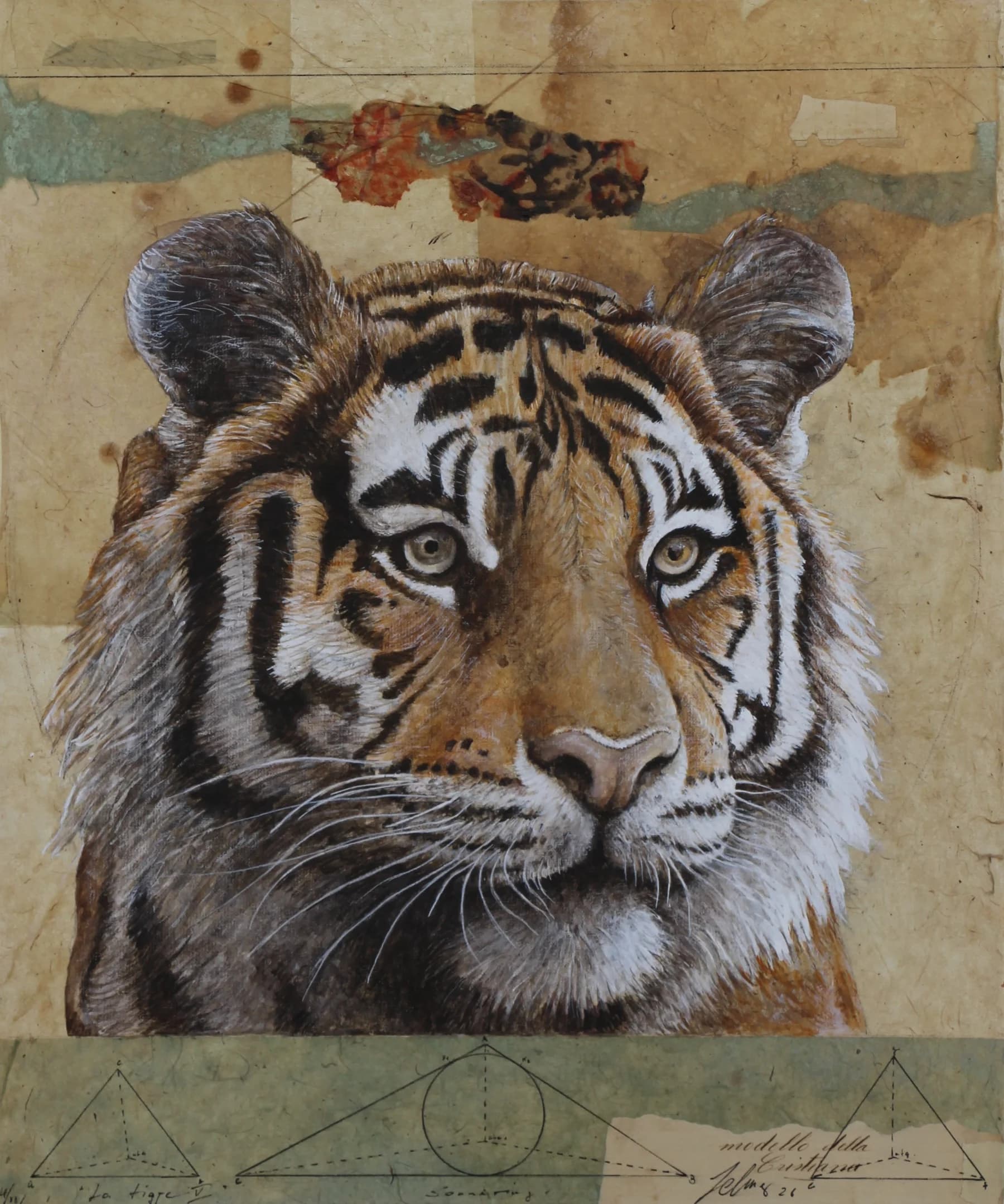 Tigre 5