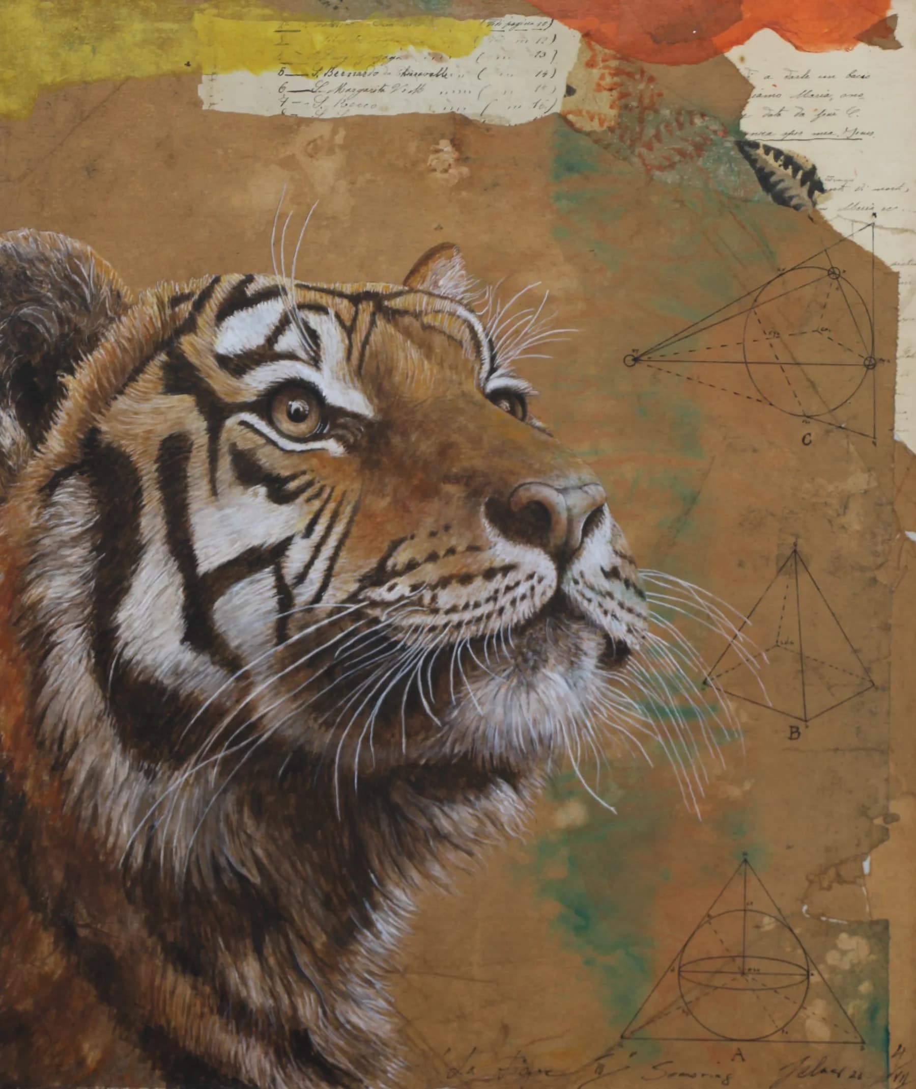 Tigre 4