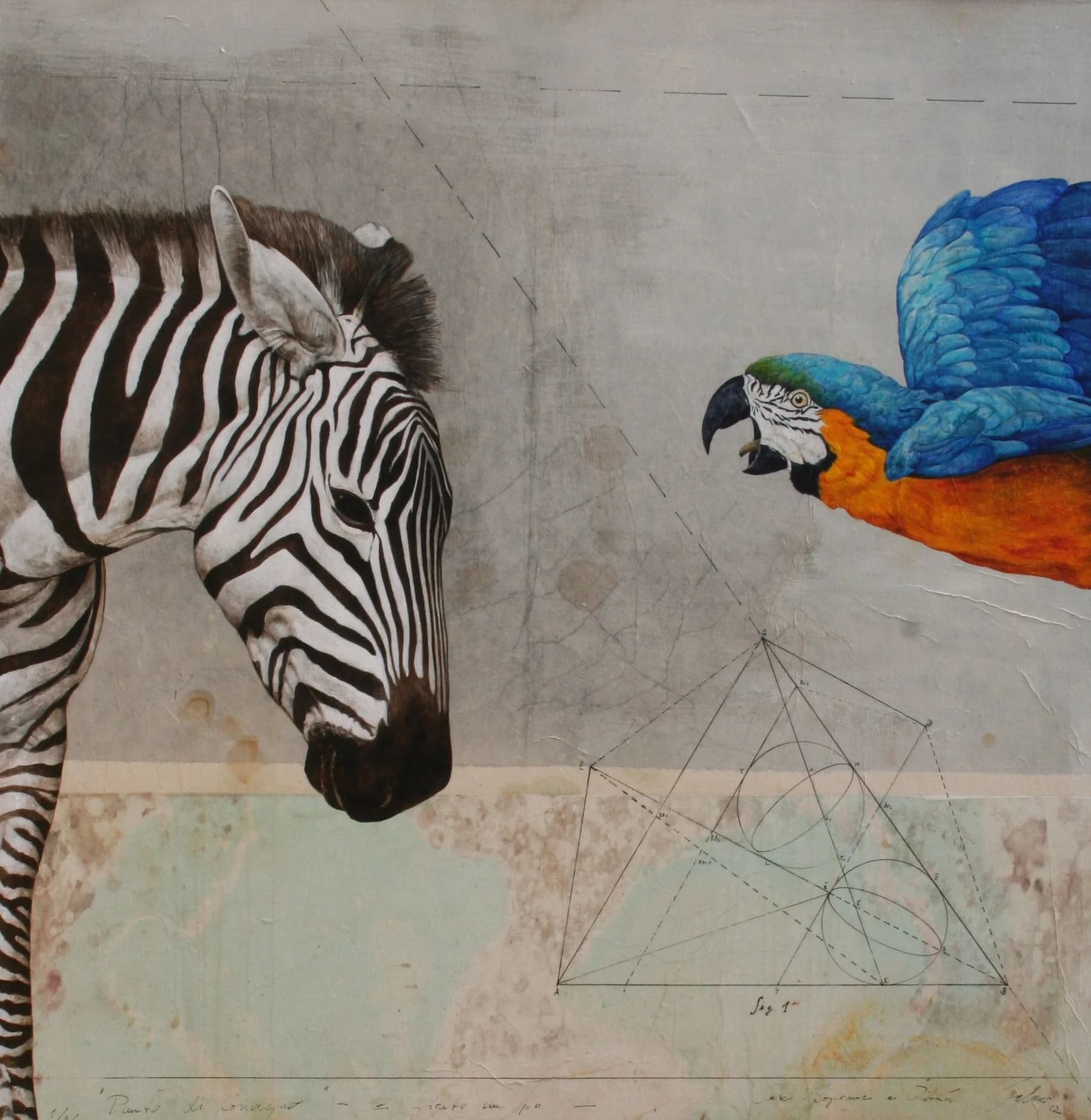Zebra e