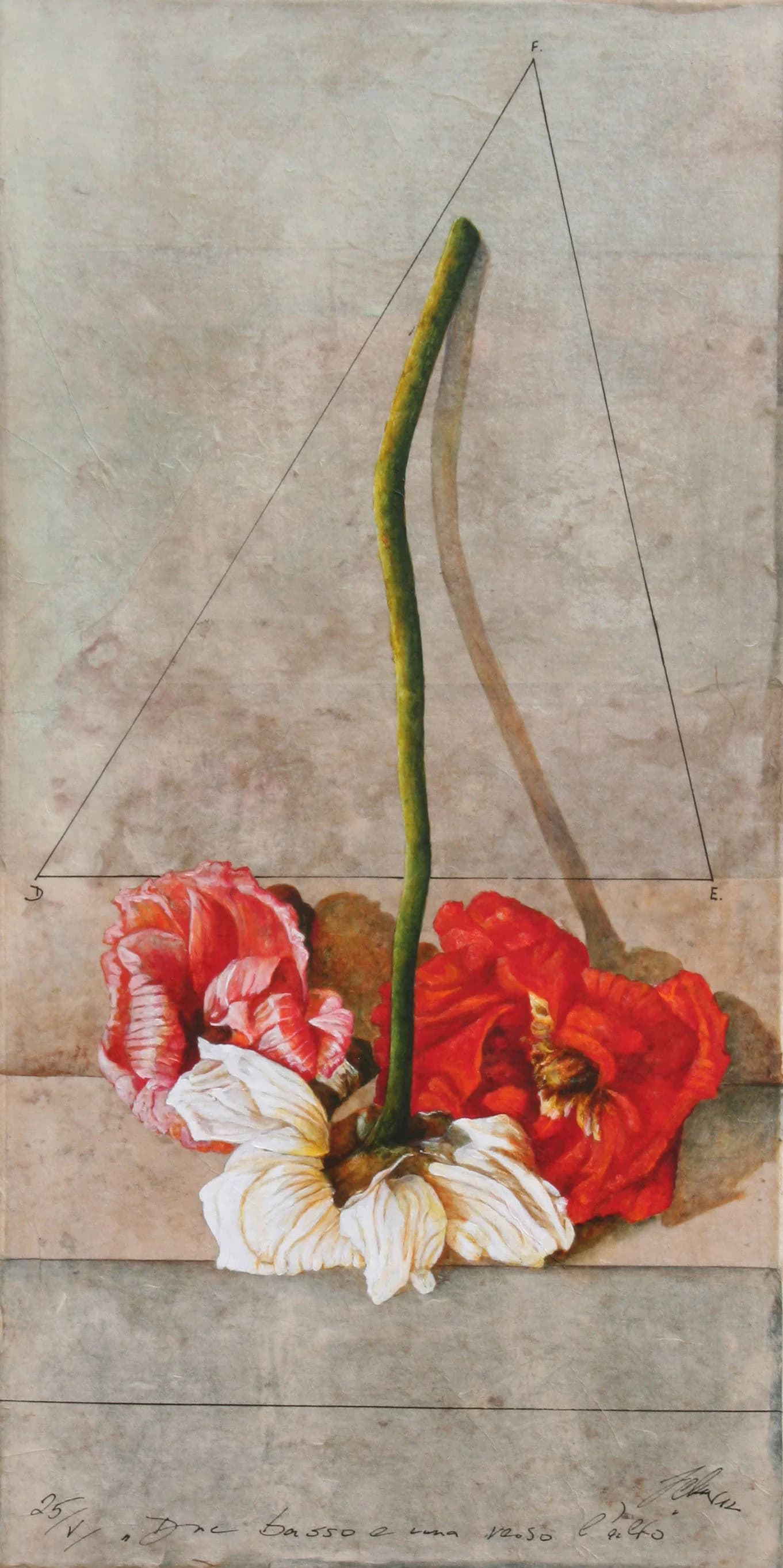 Fiori e